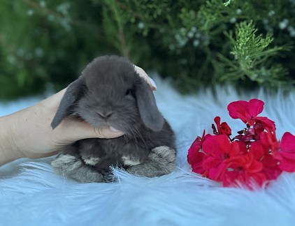 Mini lop, Miniature Lop, карликовые кролики Ростов, карликовые кролики Сочи, карликовые кролики Краснодар