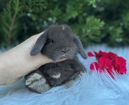 Mini lop, Miniature Lop, карликовые кролики Ростов, карликовые кролики Сочи, карликовые кролики Краснодар, кролик на Новый год, новогодний кролик, новогодние кролики