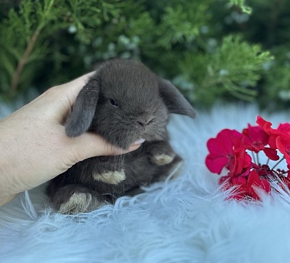 ЯMini lop, Miniature Lop, карликовые кролики Ростов, карликовые кролики Сочи, карликовые кролики Краснодар