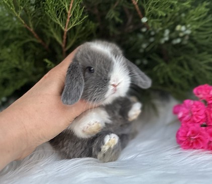 Mini lop, Miniature Lop, карликовые кролики Ростов, карликовые кролики Сочи, карликовые кролики Краснодар, кролик на Новый год, новогодний кролик, новогодние кролики