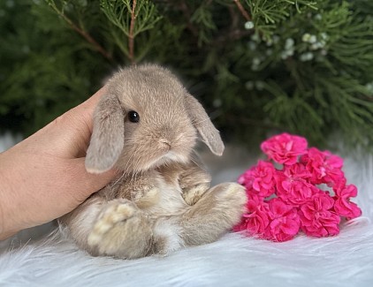 Mini lop, Miniature Lop, карликовые кролики Ростов, карликовые кролики Сочи, карликовые кролики Краснодар, кролик на Новый год, новогодний кролик, новогодние кролики