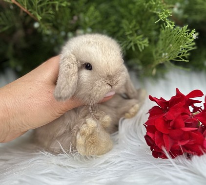 Mini lop, Miniature Lop, карликовые кролики Ростов, карликовые кролики Сочи, карликовые кролики Краснодар, кролик на Новый год, новогодний кролик, новогодние кролики