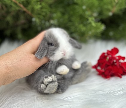 Mini lop, Miniature Lop, карликовые кролики Ростов, карликовые кролики Сочи, карликовые кролики Краснодар