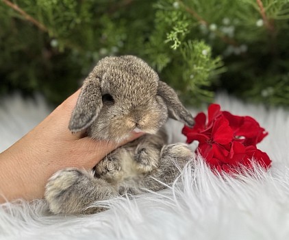 Mini lop, Miniature Lop, карликовые кролики Ростов, карликовые кролики Сочи, карликовые кролики Краснодар