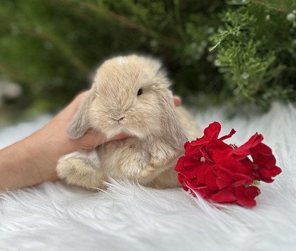 Mini lop, Miniature Lop, карликовые кролики Ростов, карликовые кролики Сочи, карликовые кролики Краснодар