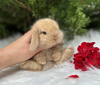 ЯMini lop, Miniature Lop, карликовые кролики Ростов, карликовые кролики Сочи, карликовые кролики Краснодар