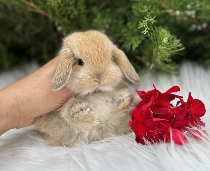 Mini lop, Miniature Lop, карликовые кролики Ростов, карликовые кролики Сочи, карликовые кролики Краснодар, кролик на Новый год, новогодний кролик, новогодние кролики