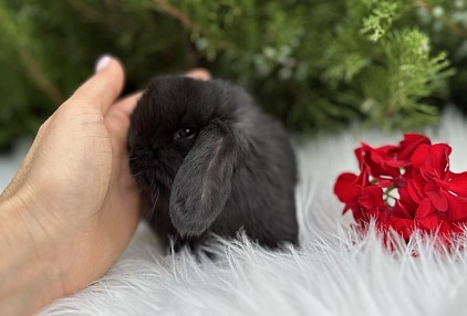Mini lop, Miniature Lop, карликовые кролики Ростов, карликовые кролики Сочи, карликовые кролики Краснодар