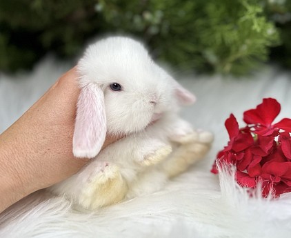 Mini lop, Miniature Lop, карликовые кролики Ростов, карликовые кролики Сочи, карликовые кролики Краснодар