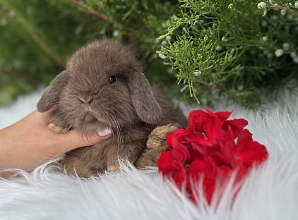 Miniя lop, Miniature Lop, карликовые кролики Ростов, карликовые кролики Сочи, карликовые кролики Краснодар