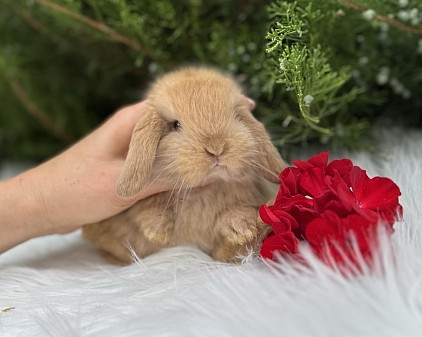 Miniя lop, Miniature Lop, карликовые кролики Ростов, карликовые кролики Сочи, карликовые кролики Краснодар