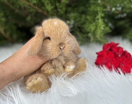 Mini lop, Miniature Lop, карликовые кролики Ростов, карликовые кролики Сочи, карликовые кролики Краснодар