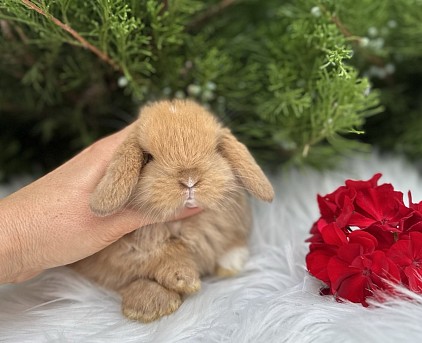 Miniя lop, Miniature Lop, карликовые кролики Ростов, карликовые кролики Сочи, карликовые кролики Краснодар