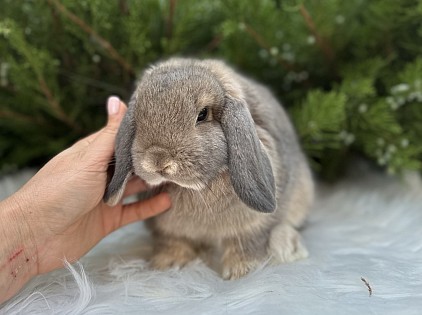 Miniature lop, Miniature Lop, карликовые кролики Ростов, карликовые кролики Сочи, карликовые кролики Краснодар, Минилоп