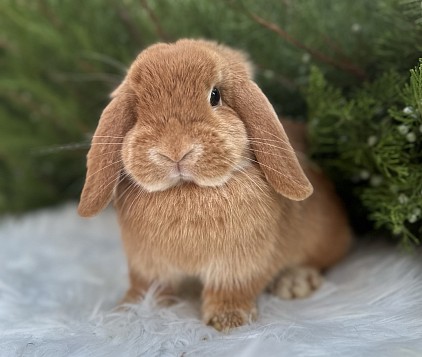 Mini lop, Miniature Lop, карликовые кролики Ростов, карликовые кролики Сочи, карликовые кролики Краснодар, Минилоп