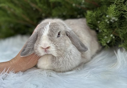Miniature lop, Miniature Lop, карликовые кролики Ростов, карликовые кролики Сочи, карликовые кролики Краснодар, Минилоп