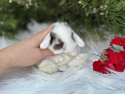 Mini lop, Miniature Lop, карликовые кролики Ростов, карликовые кролики Сочи, карликовые кролики Краснодар, кролик на Новый год, новогодний кролик, новогодние кролики
