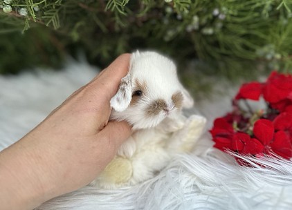 Mini lop, Miniature Lop, карликовые кролики Ростов, карликовые кролики Сочи, карликовые кролики Краснодар, кролик на Новый год, новогодний кролик, новогодние кролики
