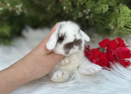Mini lop, Miniature Lop, карликовые кролики Ростов, карликовые кролики Сочи, карликовые кролики Краснодар, кролик на Новый год, новогодний кролик, новогодние кролики