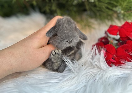 Mini lop, Miniature Lop, карликовые кролики Ростов, карликовые кролики Сочи, карликовые кролики Краснодар, кролик на Новый год, новогодний кролик, новогодние кролики