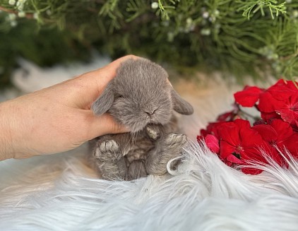 Mini lop, Miniature Lop, карликовые кролики Ростов, карликовые кролики Сочи, карликовые кролики Краснодар, кролик на Новый год, новогодний кролик, новогодние кролики