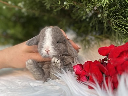 Mini lop, Miniature Lop, карликовые кролики Ростов, карликовые кролики Сочи, карликовые кролики Краснодар, кролик на Новый год, новогодний кролик, новогодние кролики