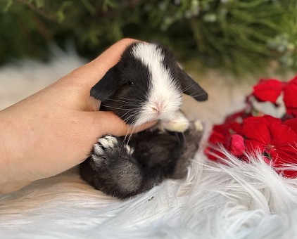 Mini lop, Miniature Lop, карликовые кролики Ростов, карликовые кролики Сочи, карликовые кролики Краснодар, кролик на Новый год, новогодний кролик, новогодние кролики
