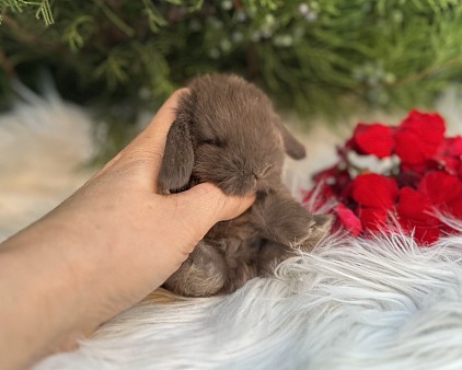 Mini lop, Miniature Lop, карликовые кролики Ростов, карликовые кролики Сочи, карликовые кролики Краснодар, кролик на Новый год, новогодний кролик, новогодние кролики