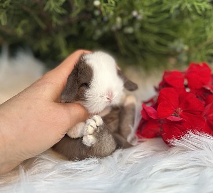 Mini lop, Miniature Lop, карликовые кролики Ростов, карликовые кролики Сочи, карликовые кролики Краснодар, кролик на Новый год, новогодний кролик, новогодние кролики