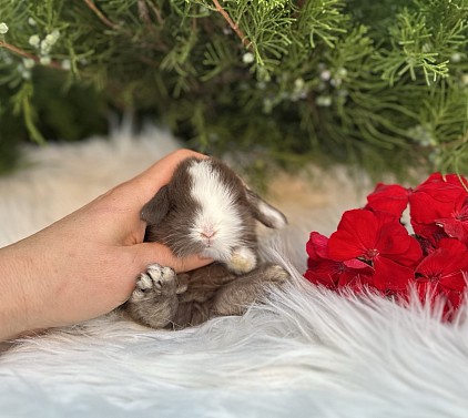Mini lop, Miniature Lop, карликовые кролики Ростов, карликовые кролики Сочи, карликовые кролики Краснодар, кролик на Новый год, новогодний кролик, новогодние кролики